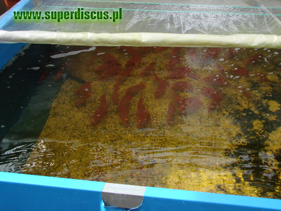 %_tempFileNameDSC09151%