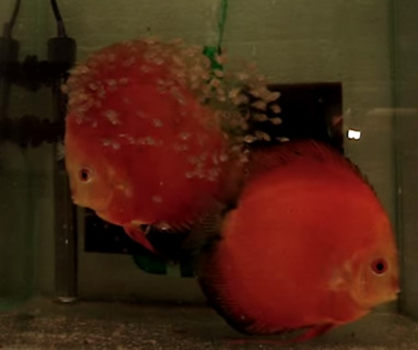 superdiscus
